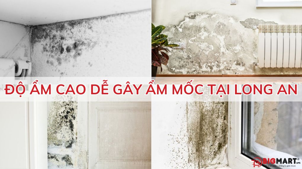 độ ẩm cao dễ gây ẩm mốc tại Long An