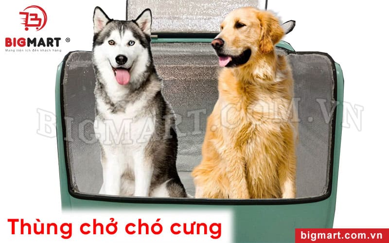 Lót thêm mút xốp cách nhiệt cho thùng chở thú cưng