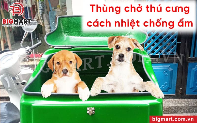 Thùng chở thú cưng - Công cụ đắc lực vận chuyển thú cưng an toàn, tiện lợi